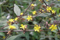 Triumfetta rhomboidea